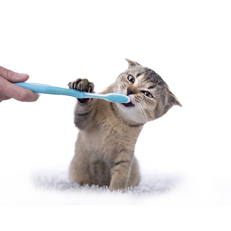 Soins, hygiène et propreté pour chats